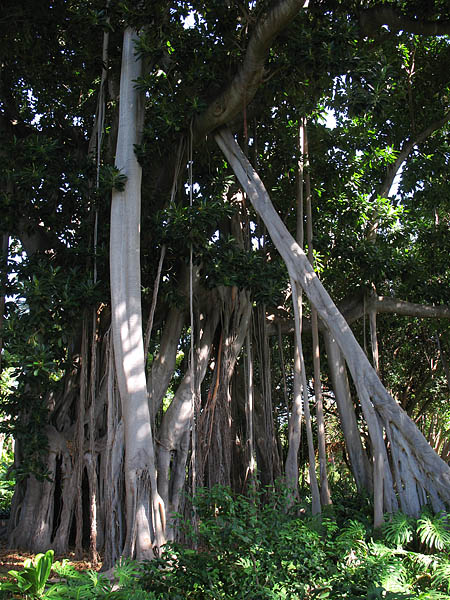 04_jardin_botanico_007