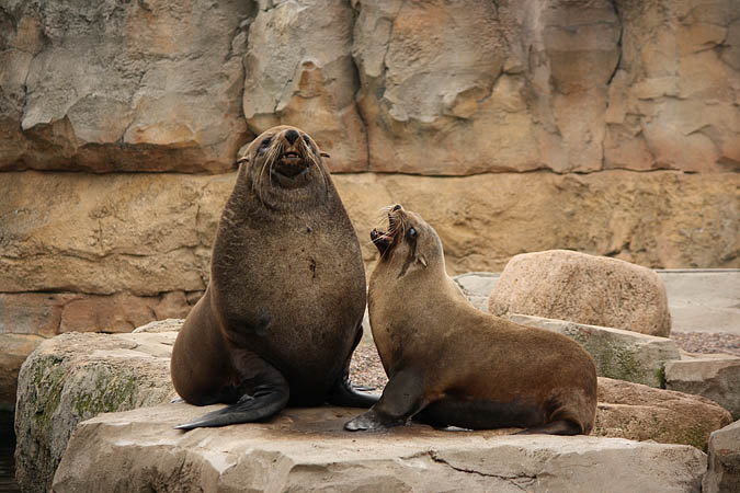 Bremerhaven - Flirtende Robben im Zoo am Meer