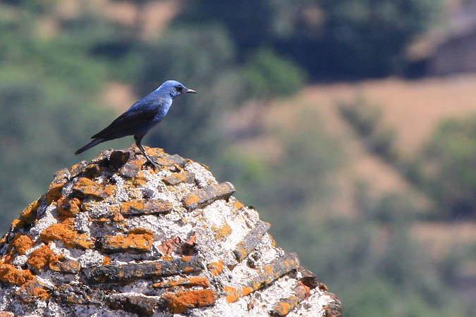 Portugal - Ein blauer Vogel 