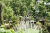 Botanischer Garten Singapur (116,109 bytes)