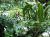 Anja im botanischen Garten, Singapur (98,722 bytes)